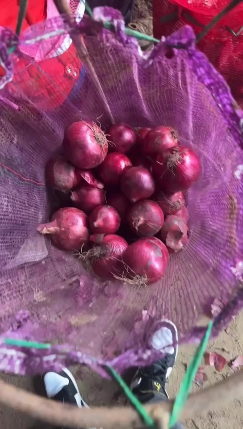 精品紫皮圆葱
