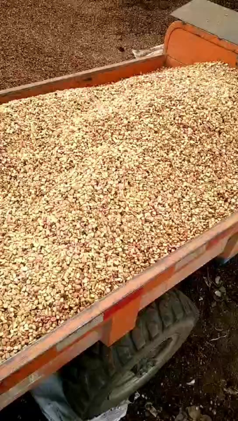 供应优质出口橡籽仁，橡子