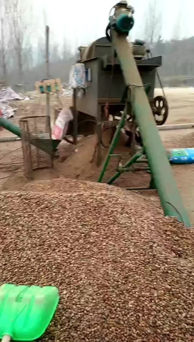 供应优质出口橡籽仁，橡子