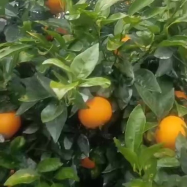 沃柑！散户，公司货大量供应！！！