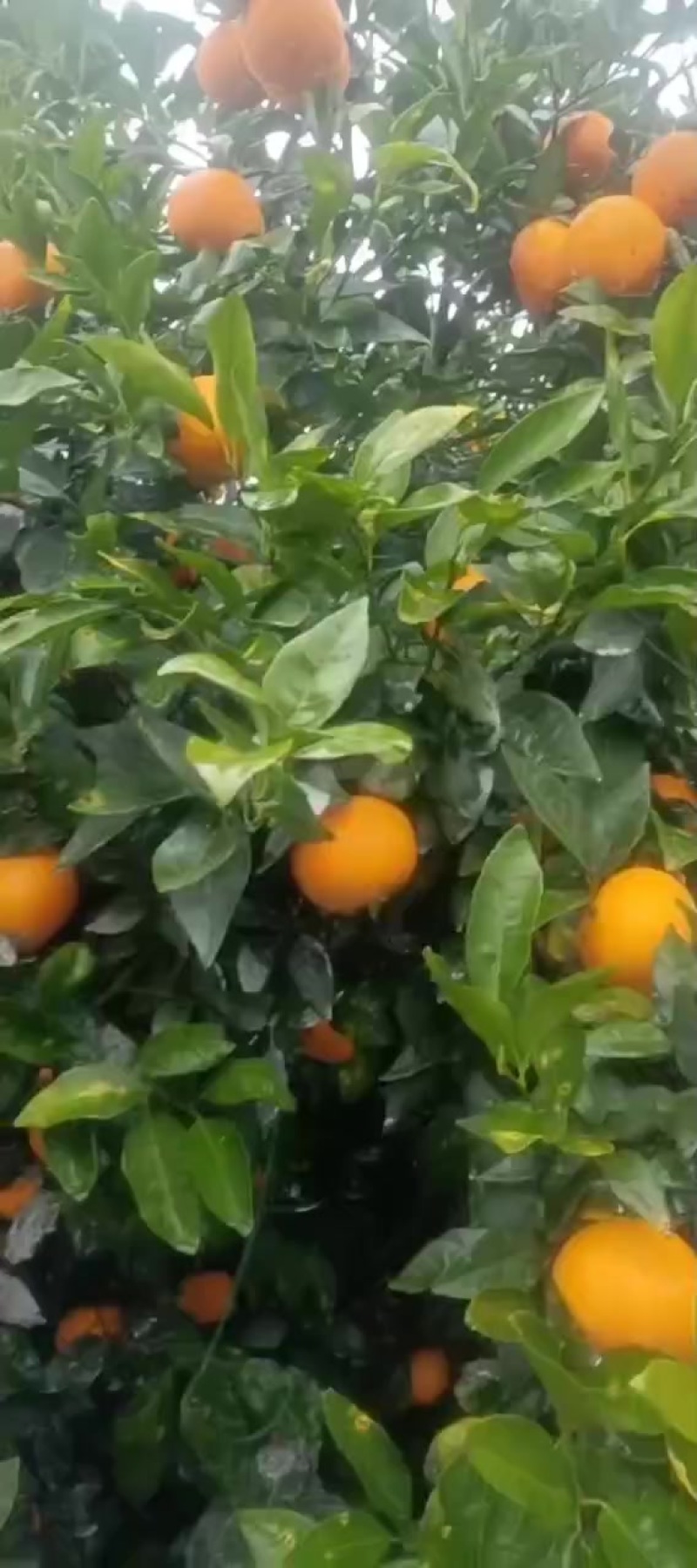 沃柑！散户，公司货大量供应！！！