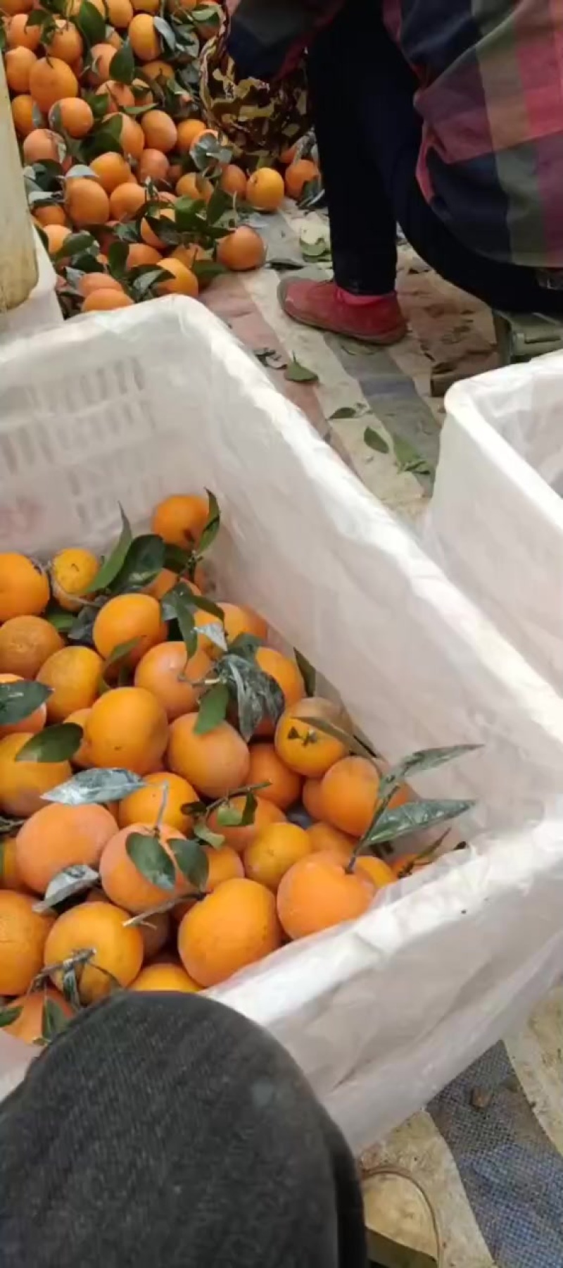 沃柑！散户，公司货大量供应！！！