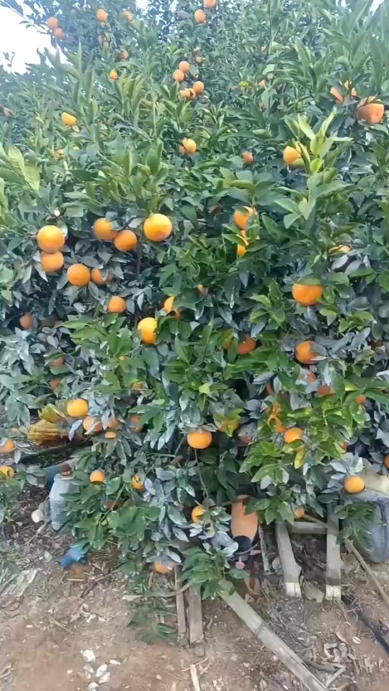 沃柑！散户，公司货大量供应！！！