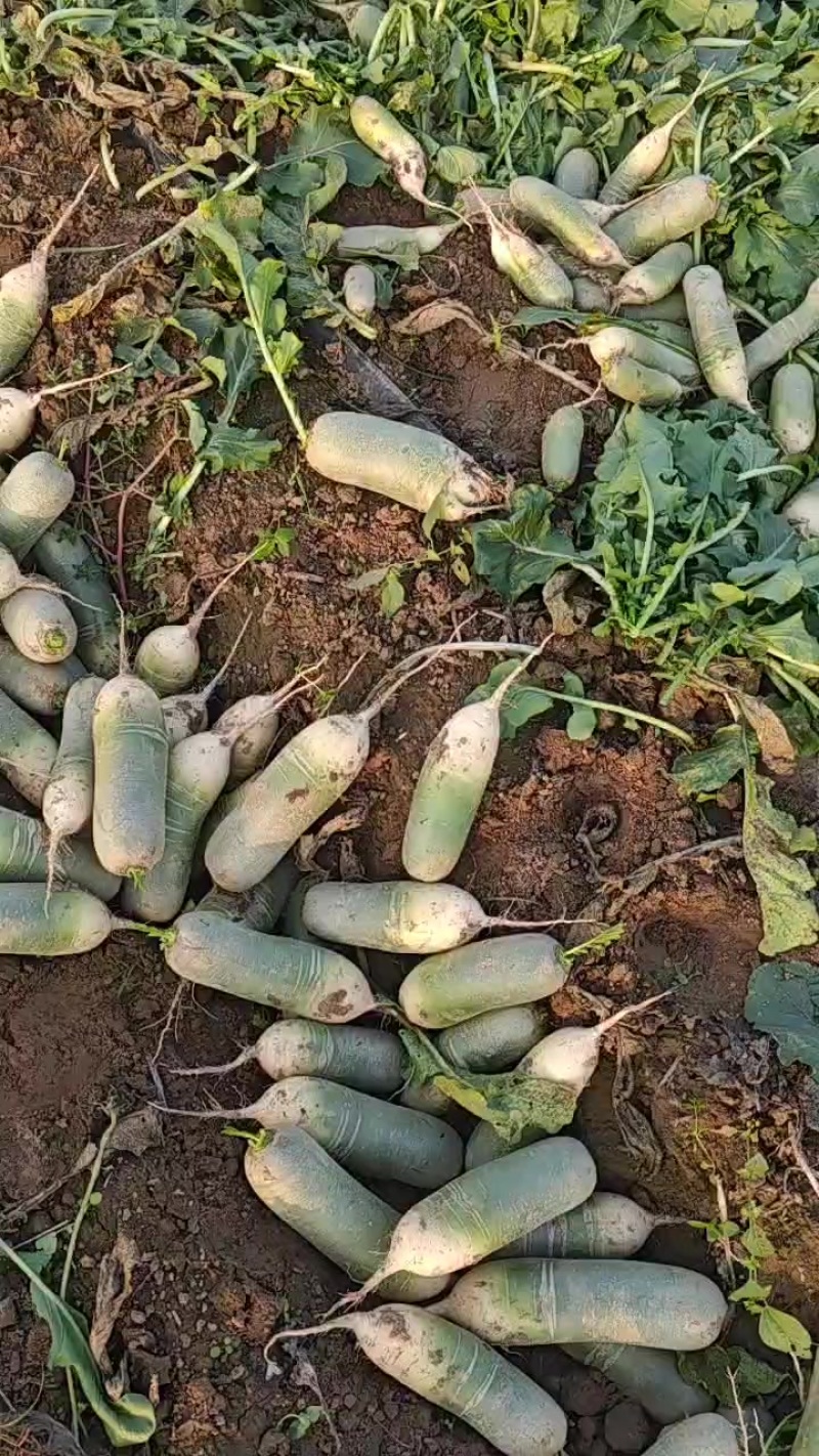 水果萝卜大量上市，口感好脆甜