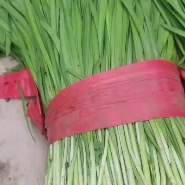 精品韭菜