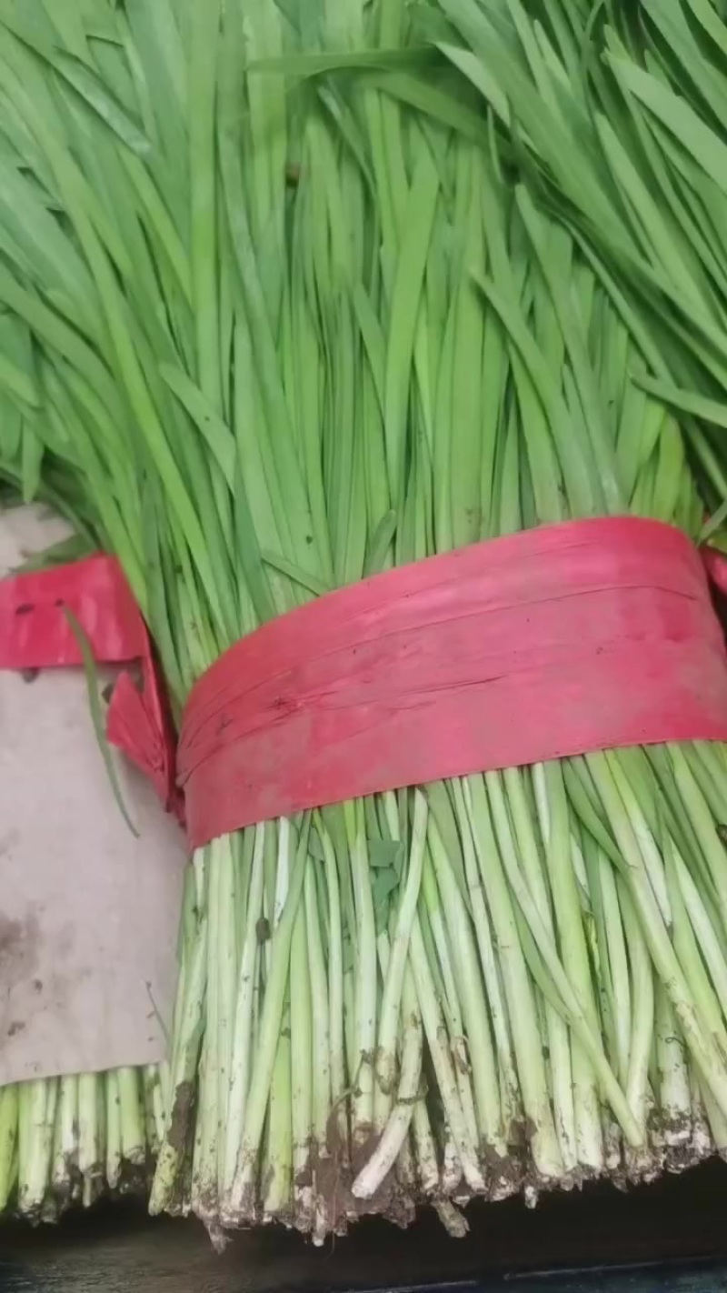 精品韭菜