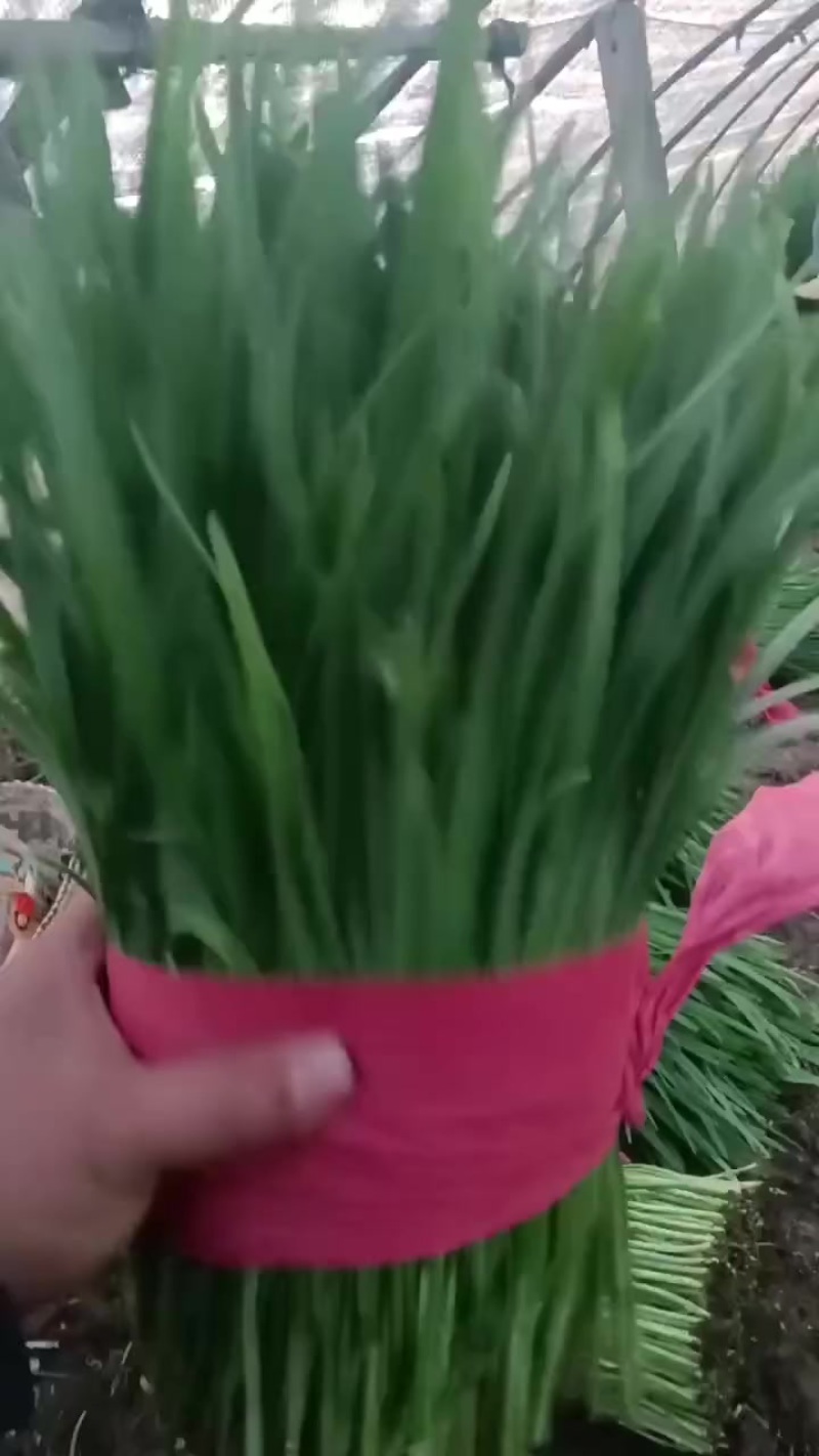 精品韭菜