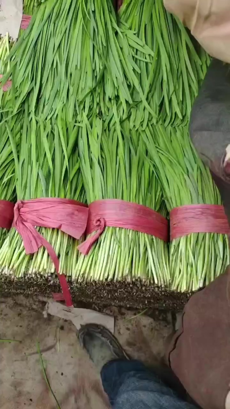 精品韭菜
