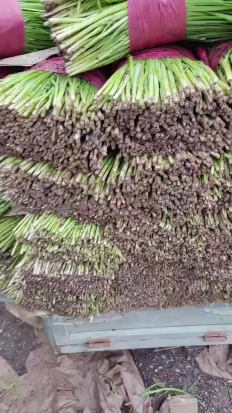 精品韭菜