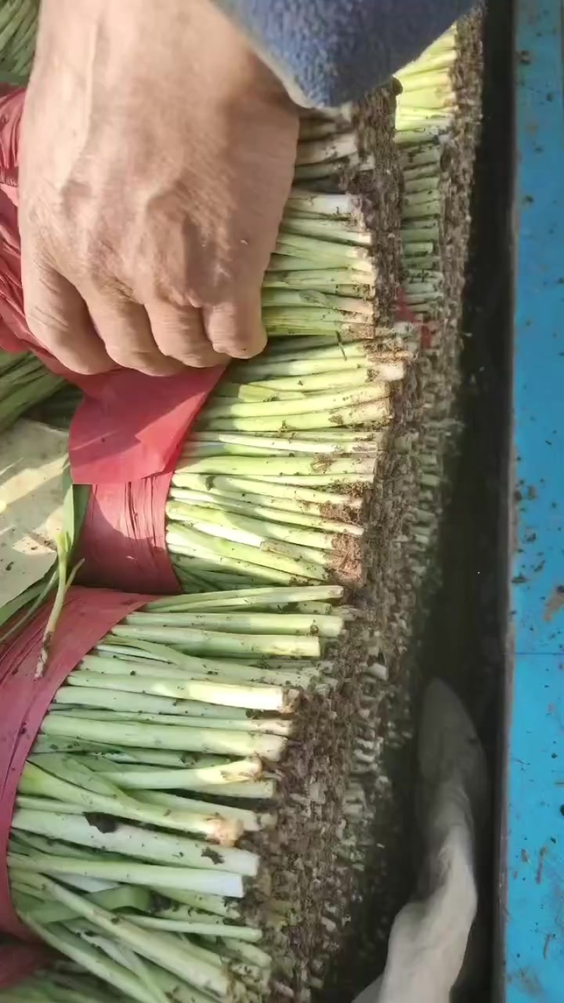 精品韭菜