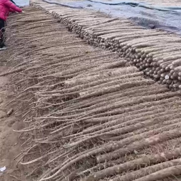 棒药