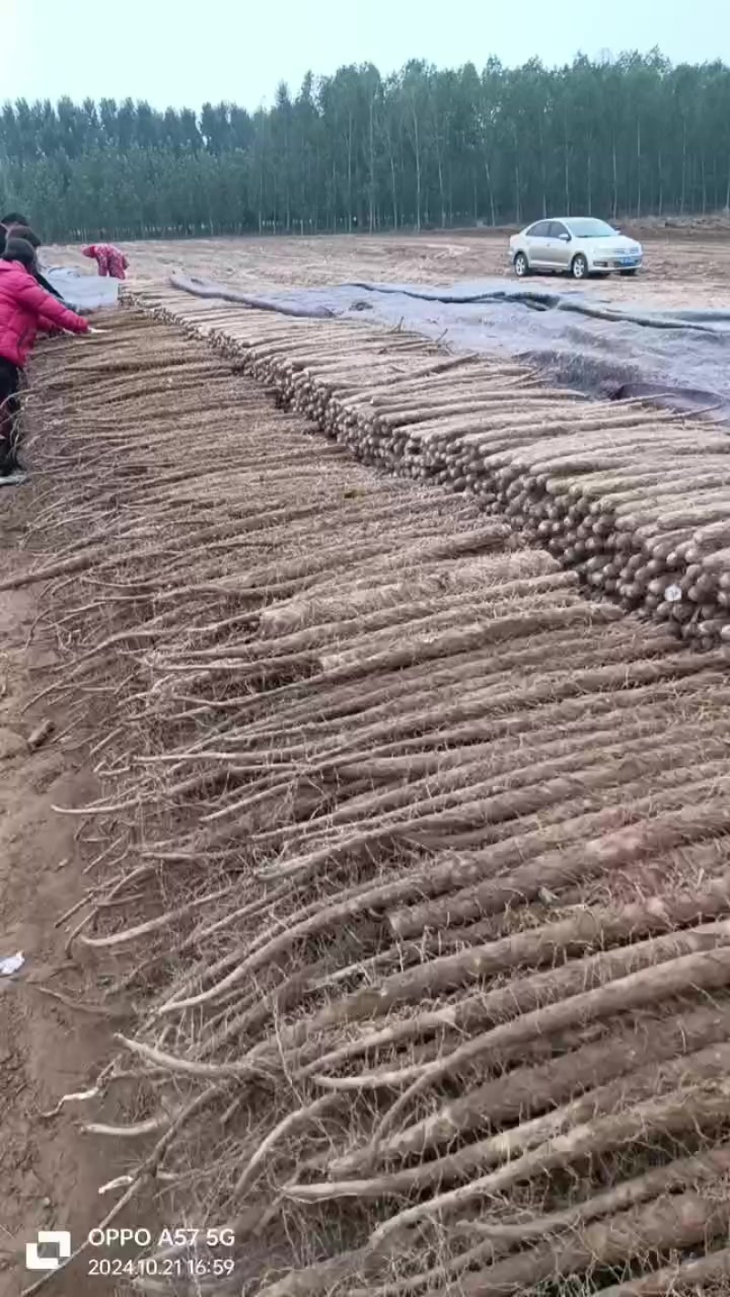 棒药