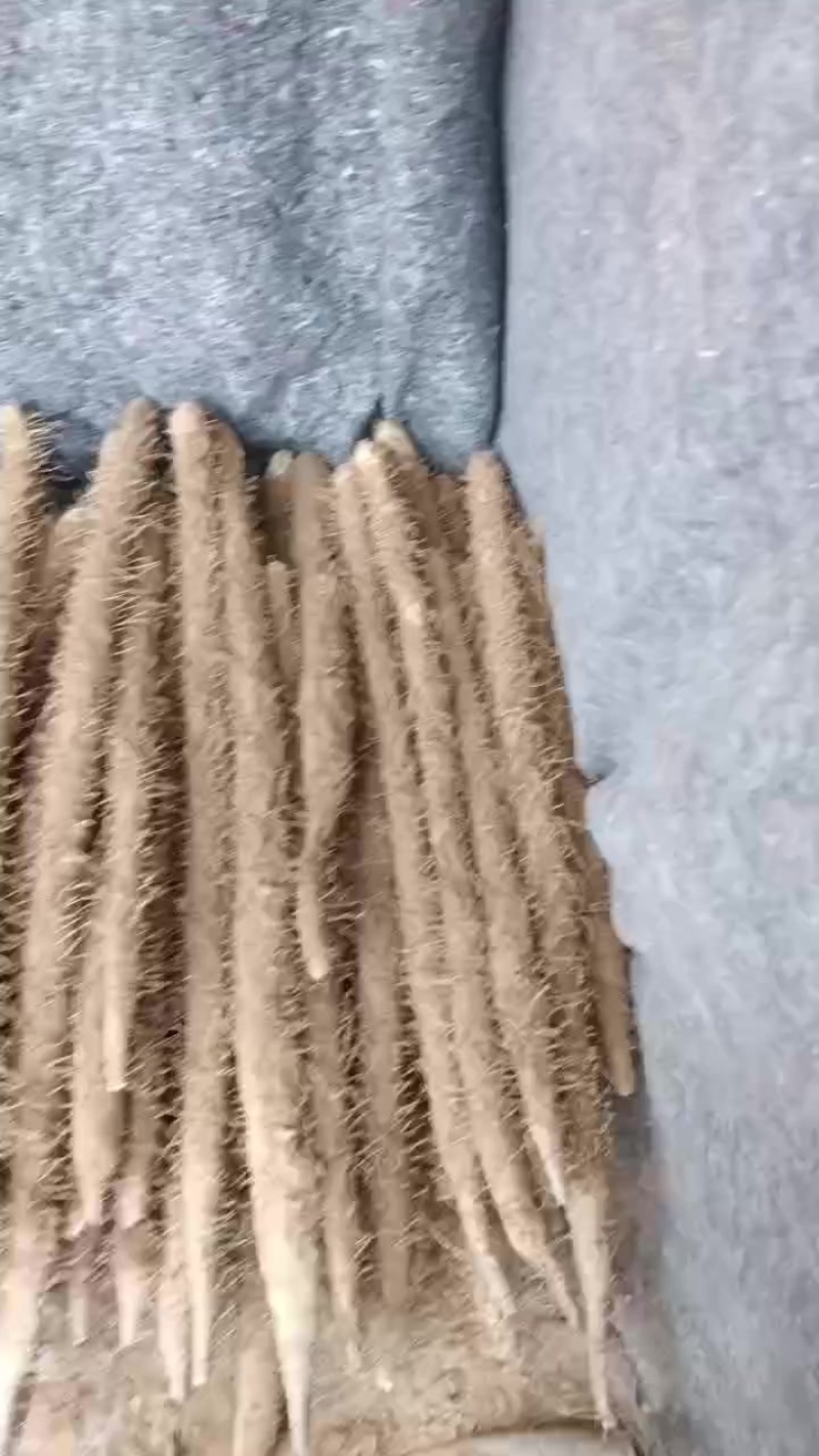 棒药