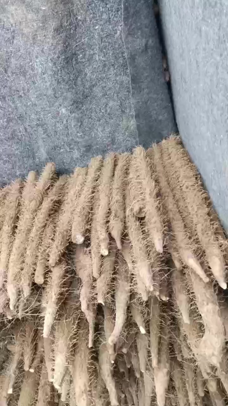 棒药