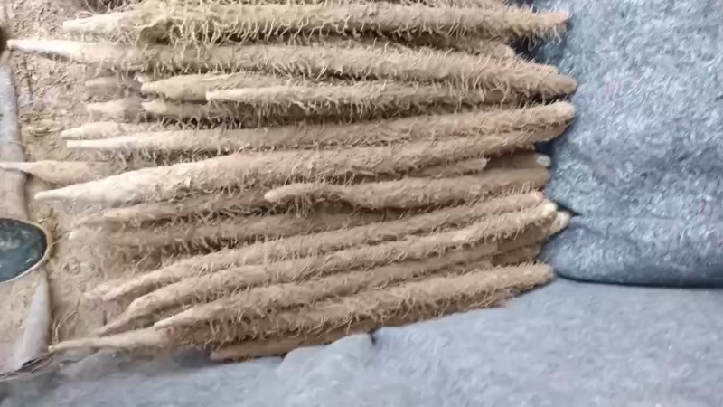 棒药