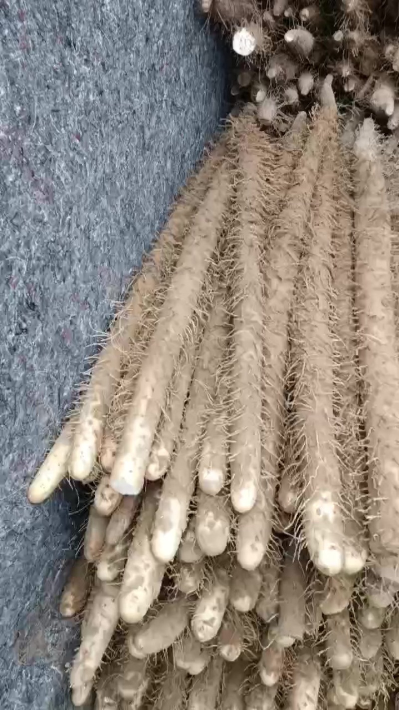 棒药