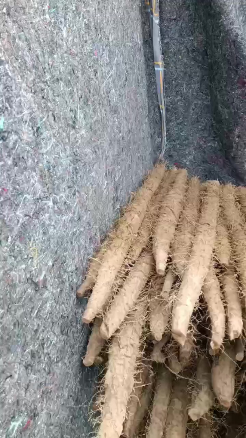 棒药