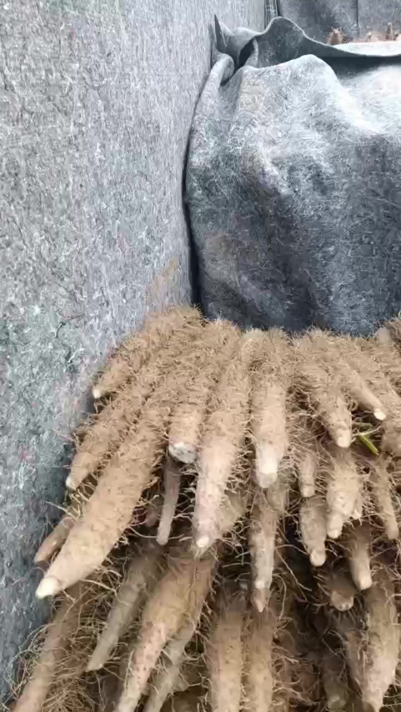 棒药
