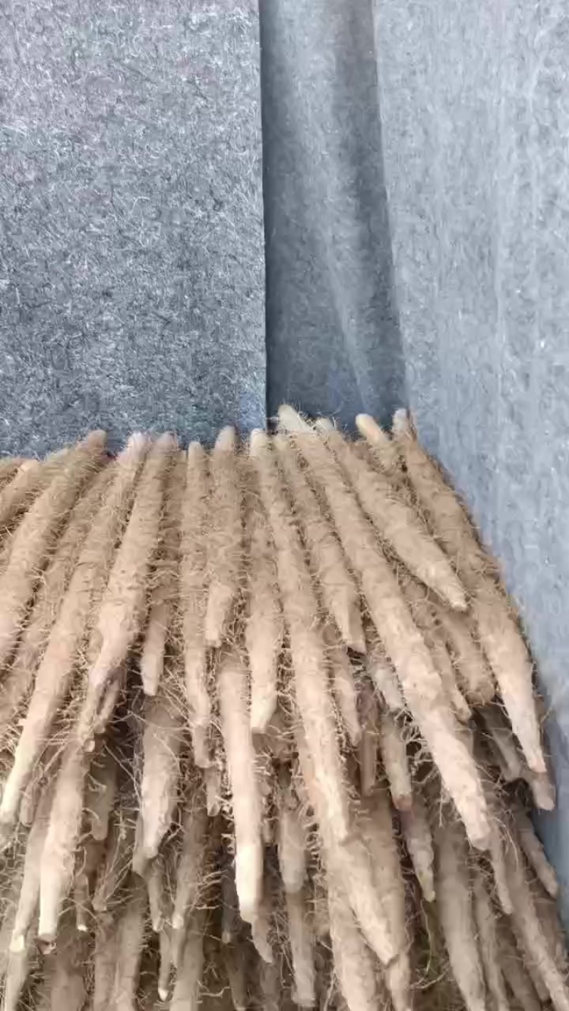 棒药