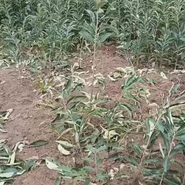 精品良种板栗树苗