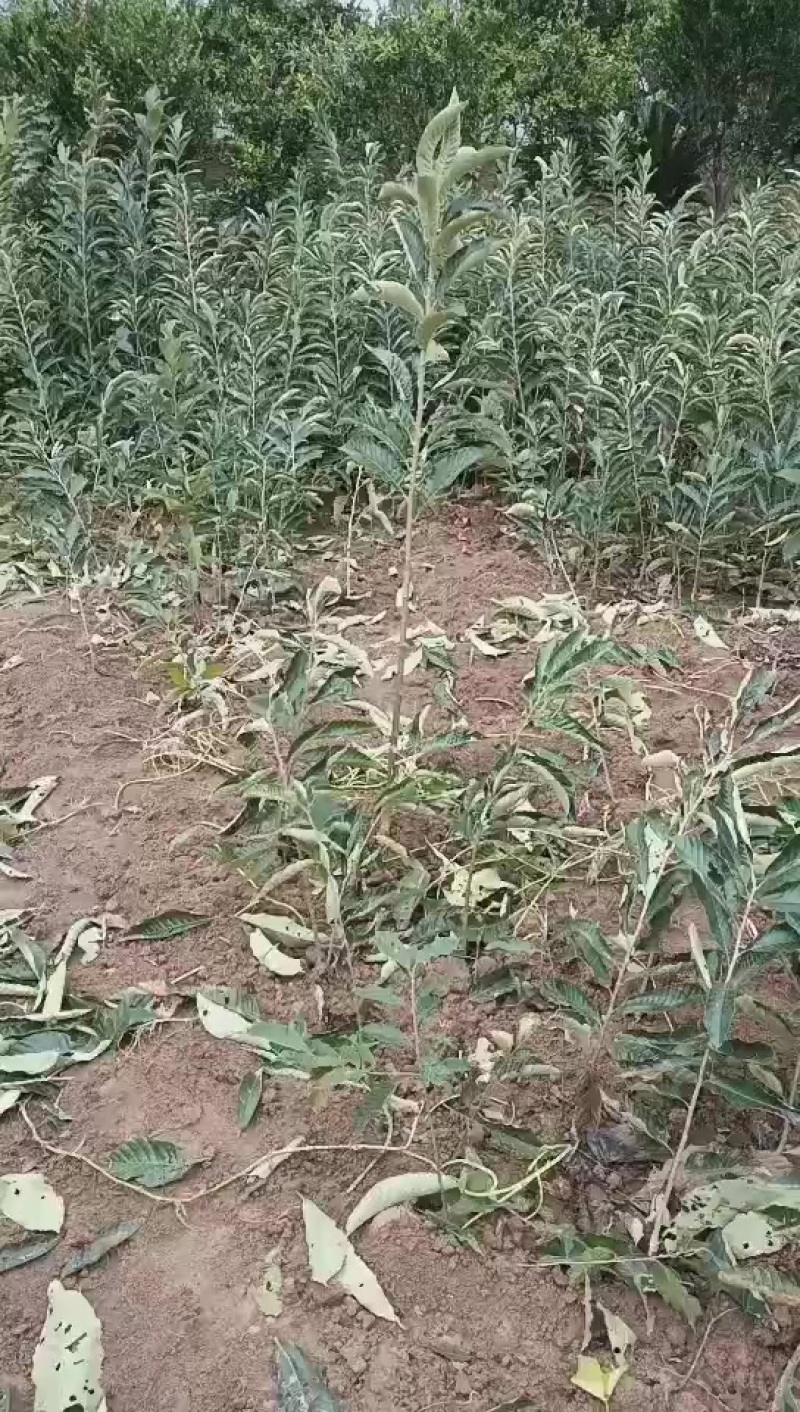 精品良种板栗树苗