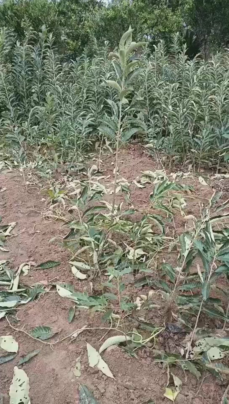 精品良种板栗树苗