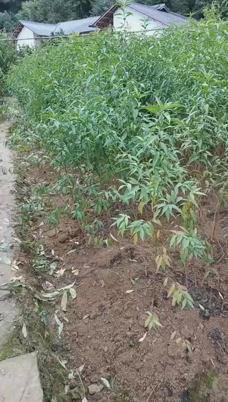 实生桃树苗有保证质量有保证，自家苗圃现挖现发
