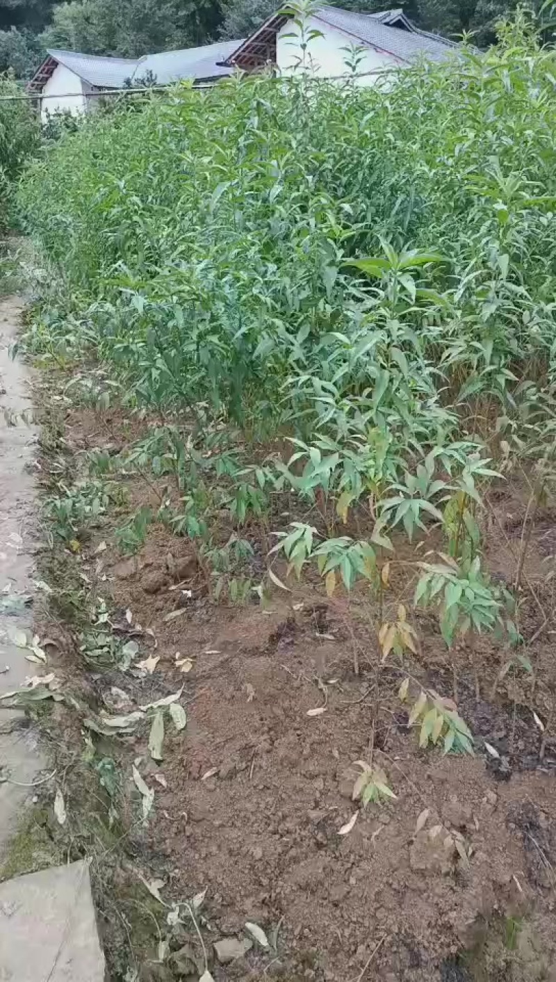 实生桃树苗有保证质量有保证，自家苗圃现挖现发