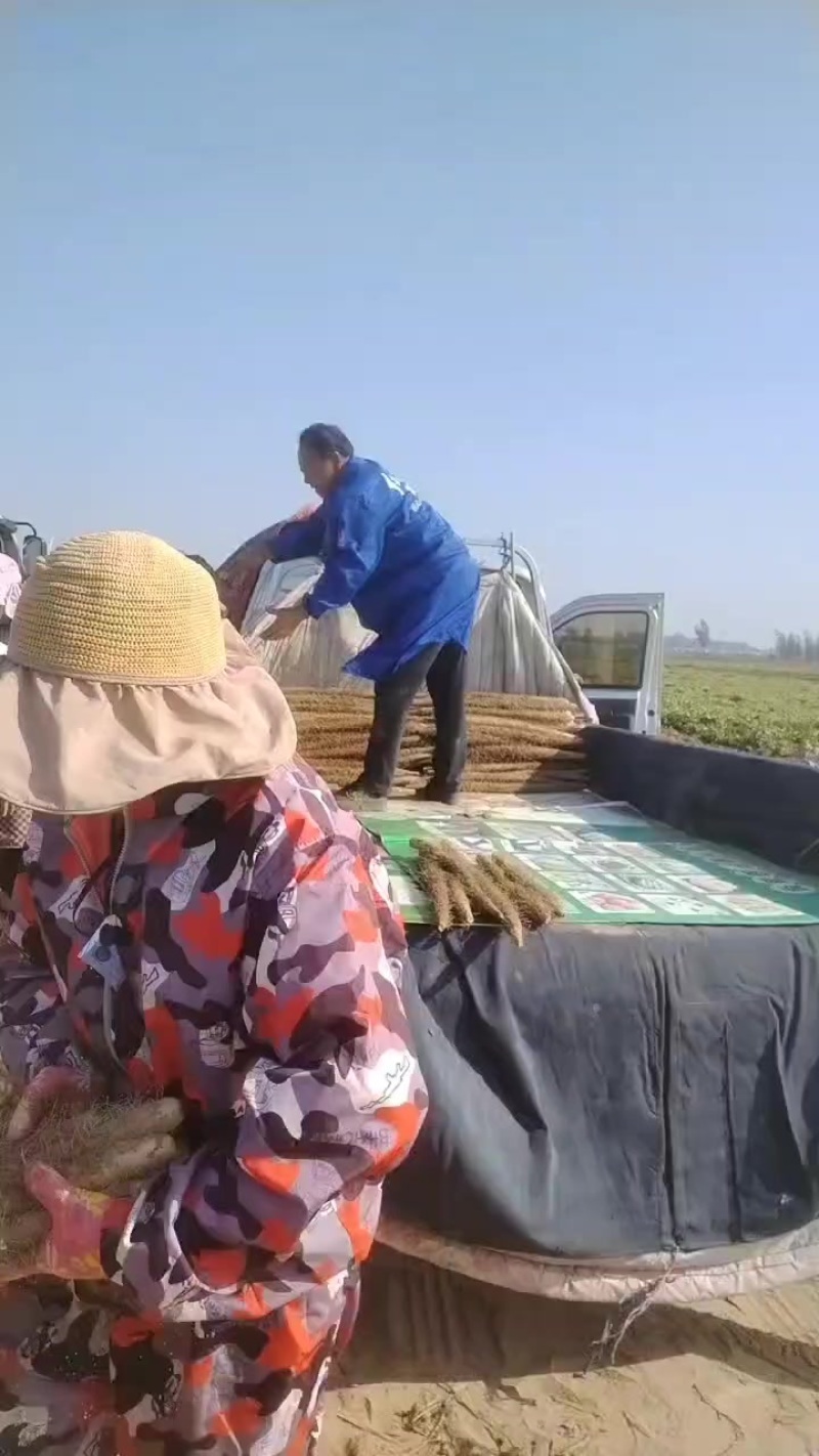 河南省安阳市内黄县沙土地山药基地大量上市好多品种