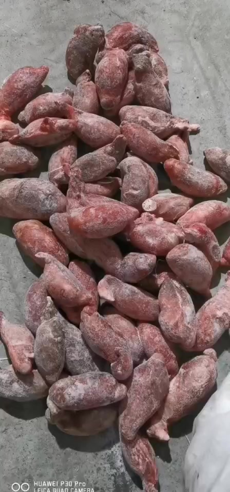 无精修牛宝