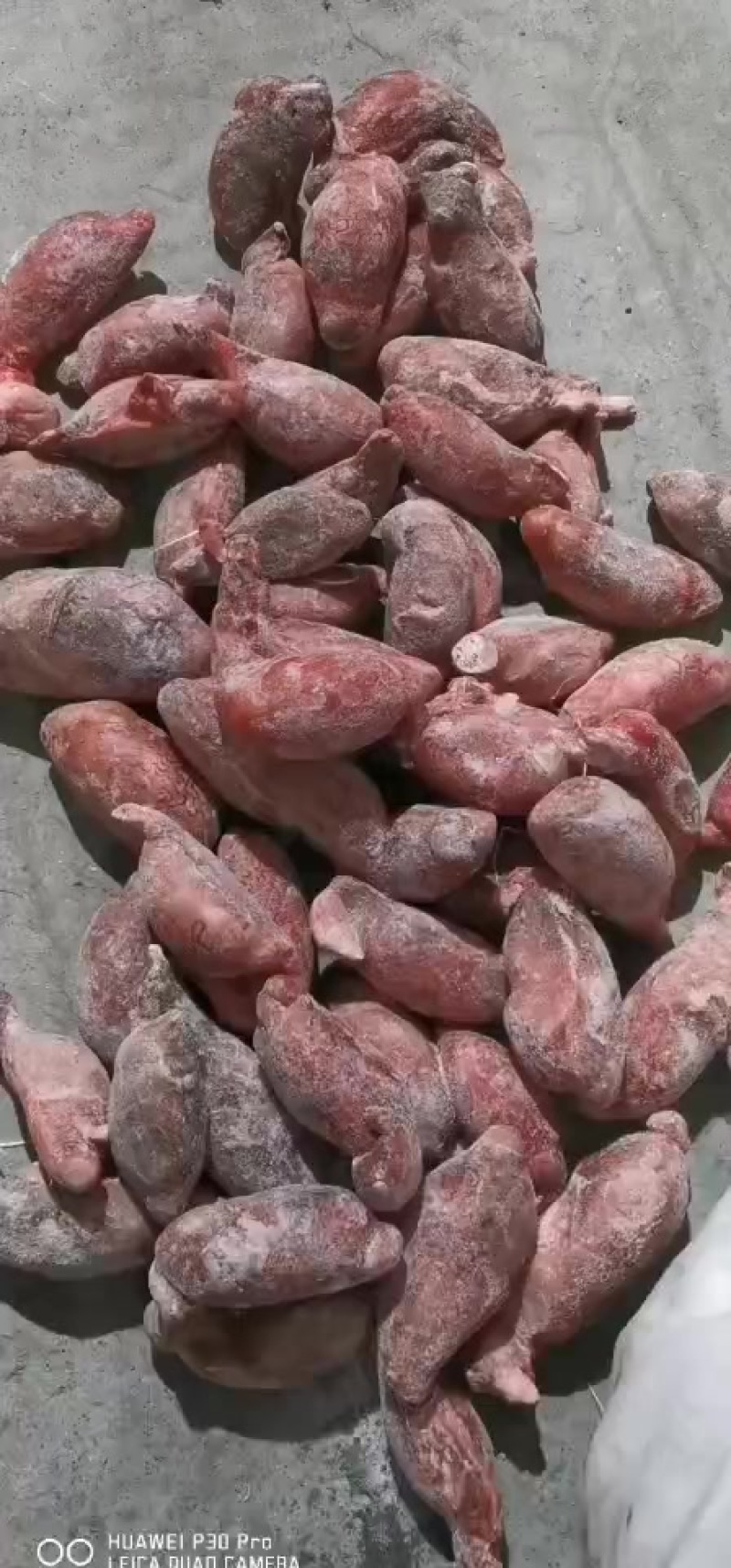 无精修牛宝
