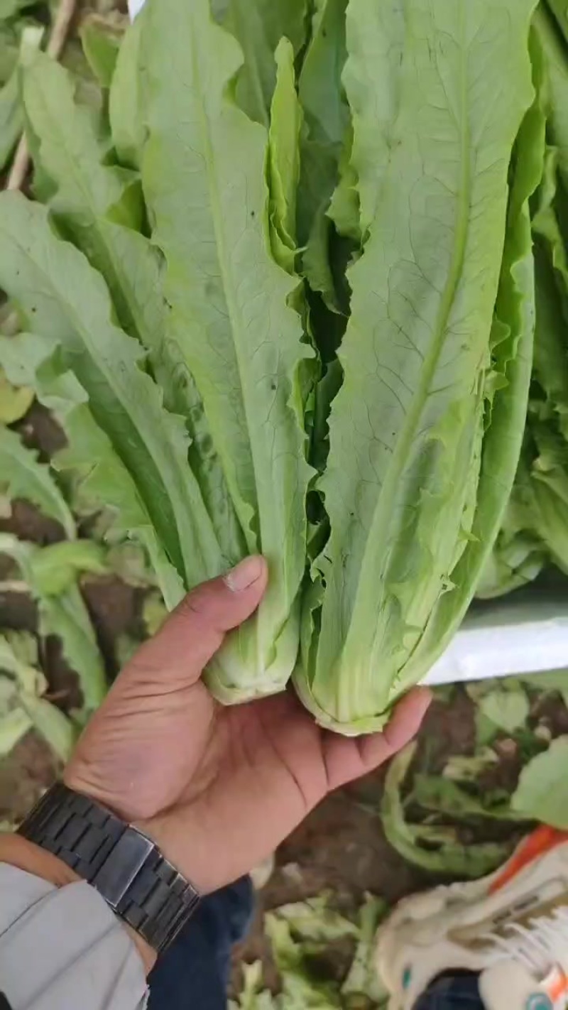 油麦菜