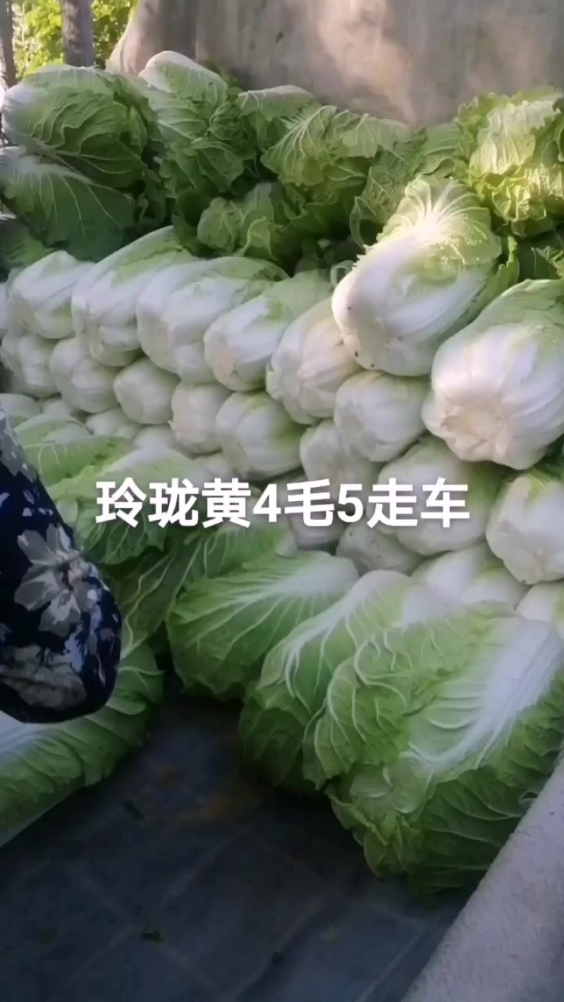 河北定州白菜大量上市各位老板要的联系我