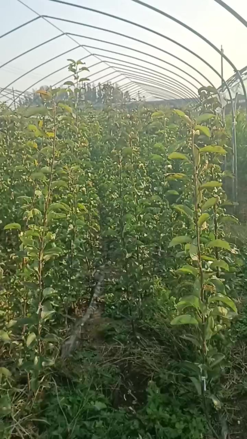 2年杜梨根秋月梨树苗，1.2米直径0.8