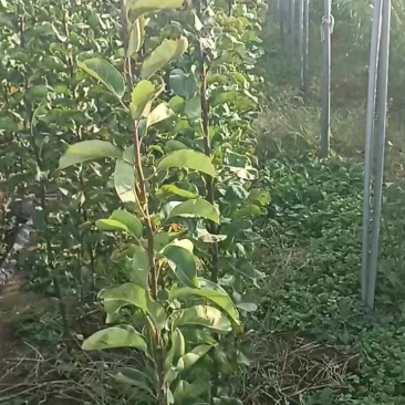 2年杜梨根秋月梨树苗，1.2米直径0.8