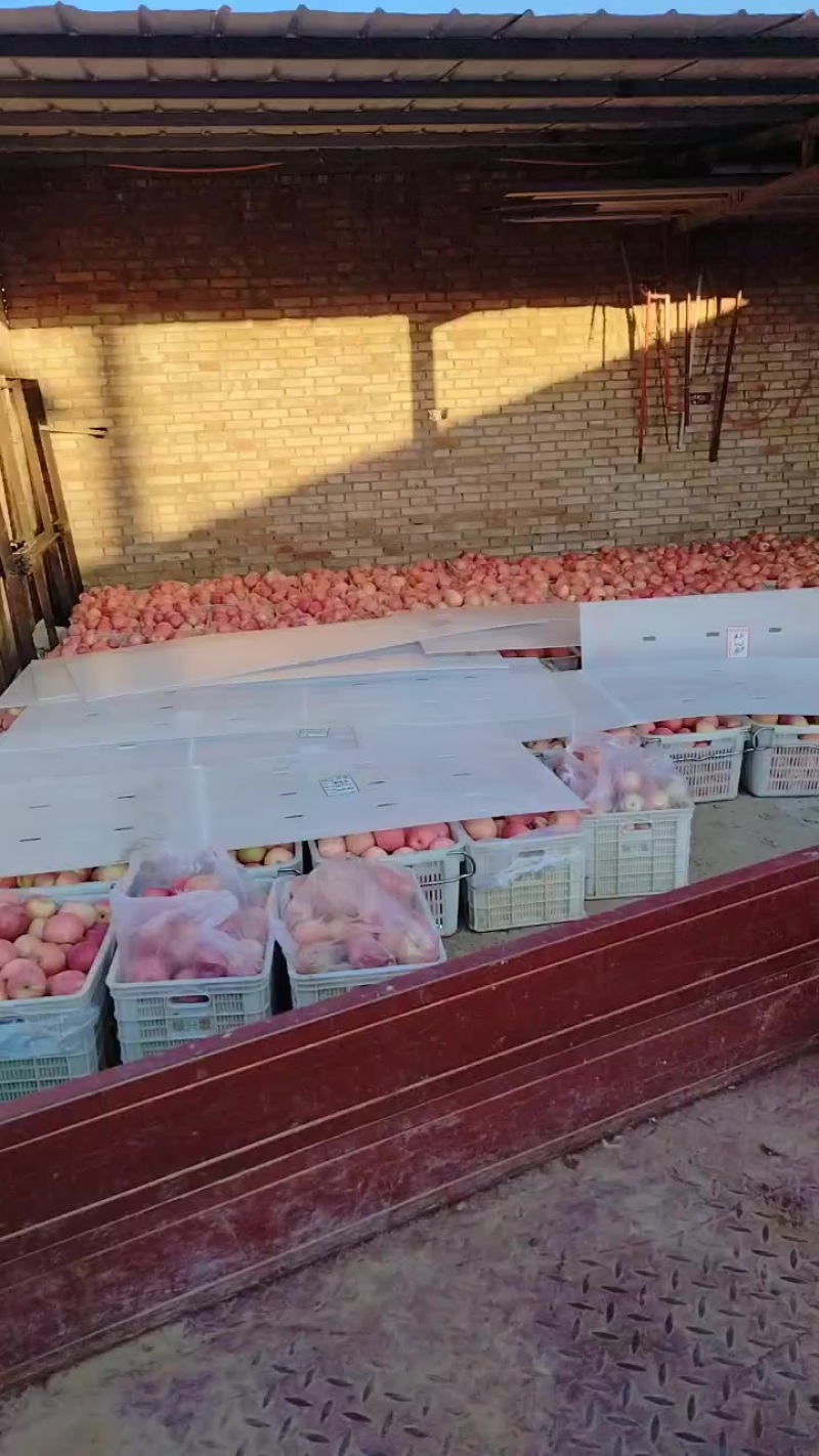 陕西红富士苹果