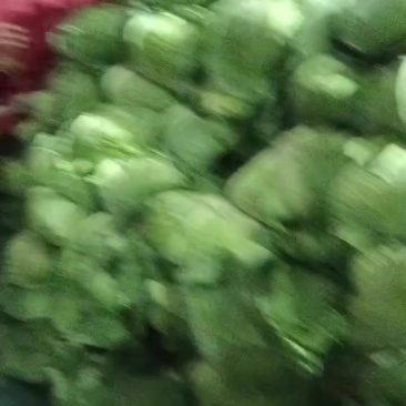 莲白