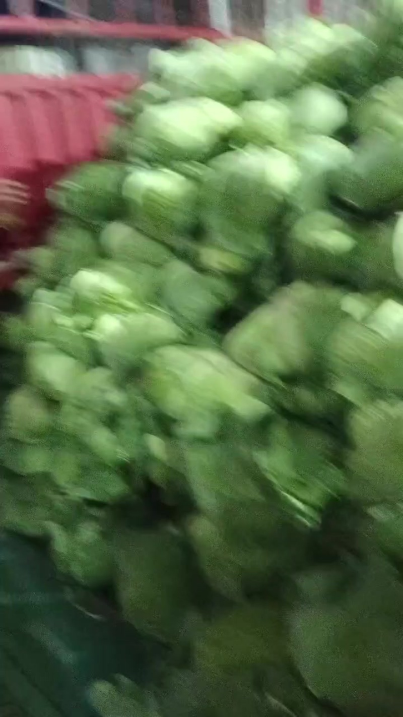 莲白