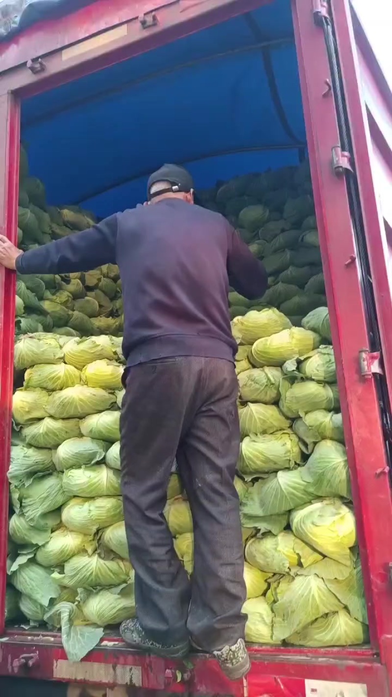 莲白