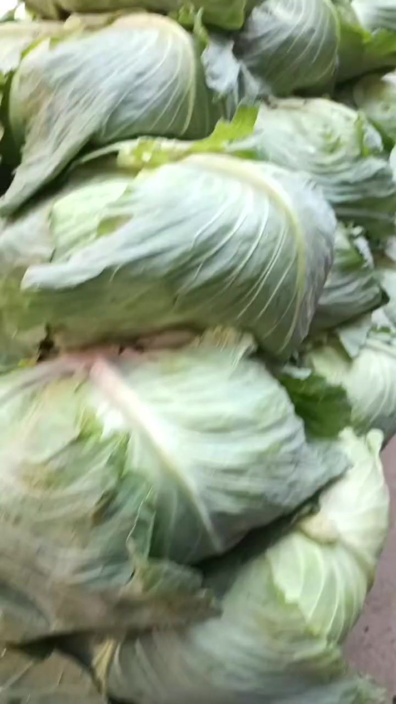 莲白