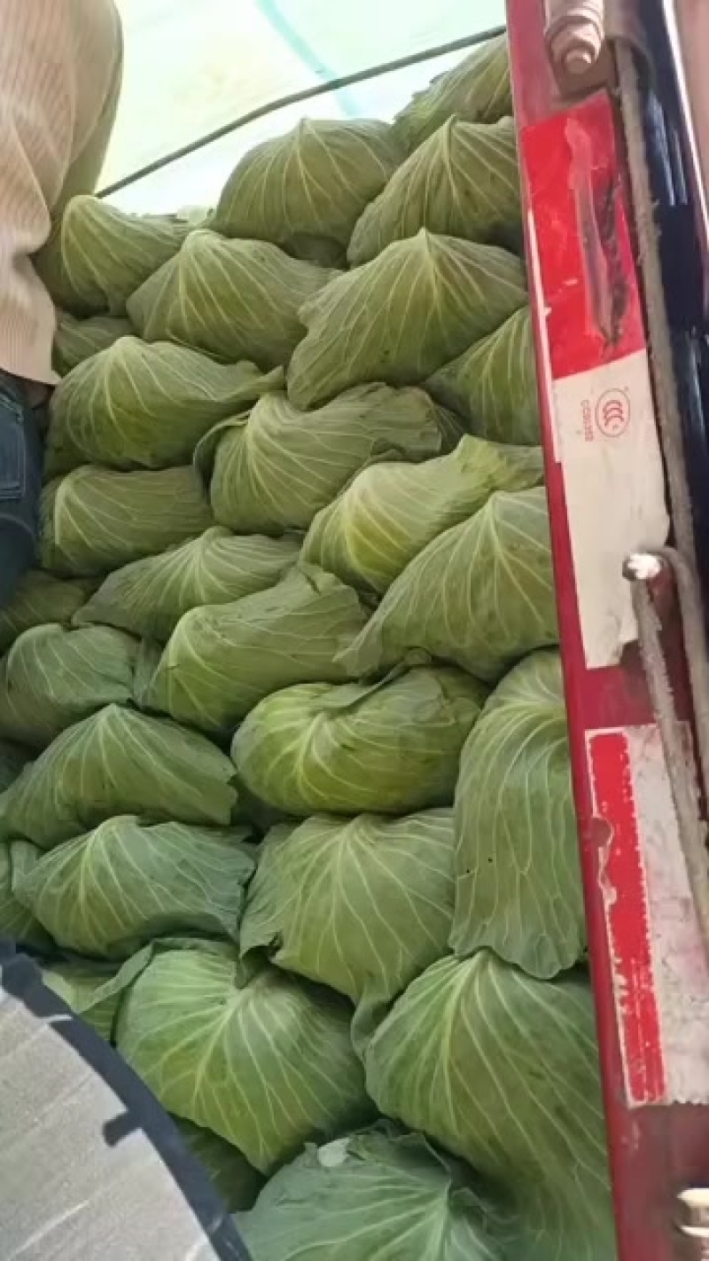 莲白