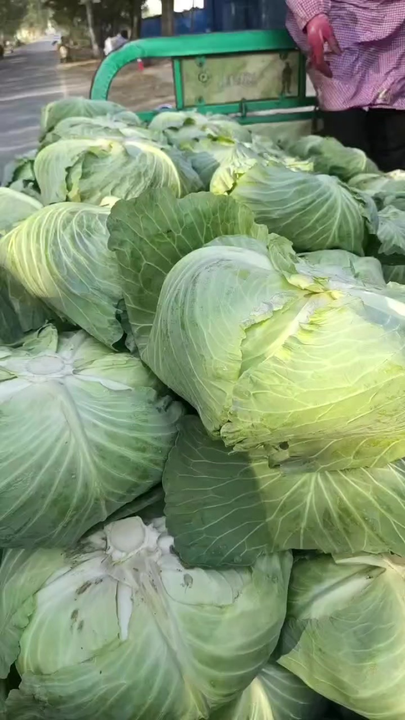 莲白