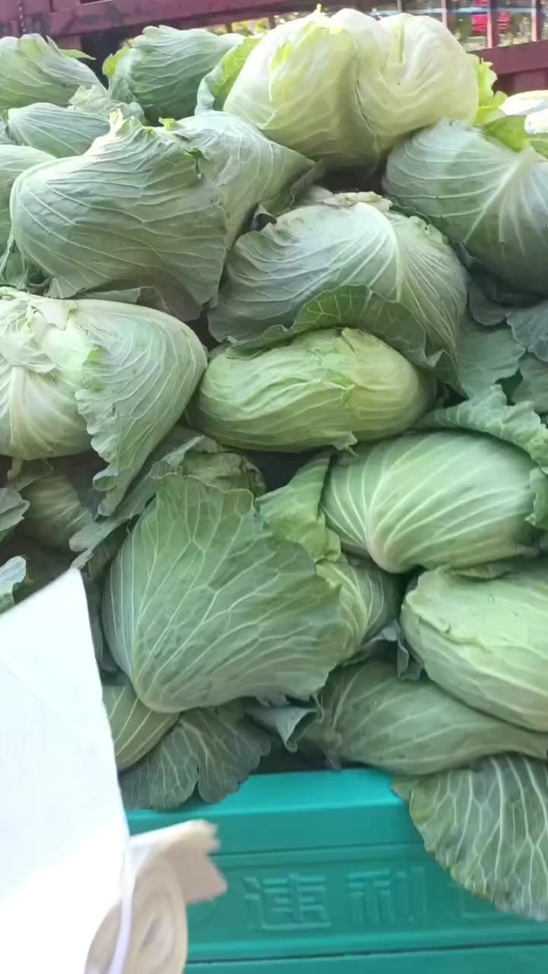 莲白