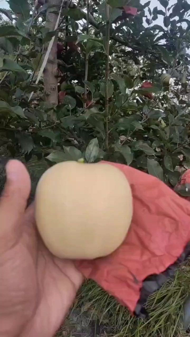 维拉斯黄金苹果