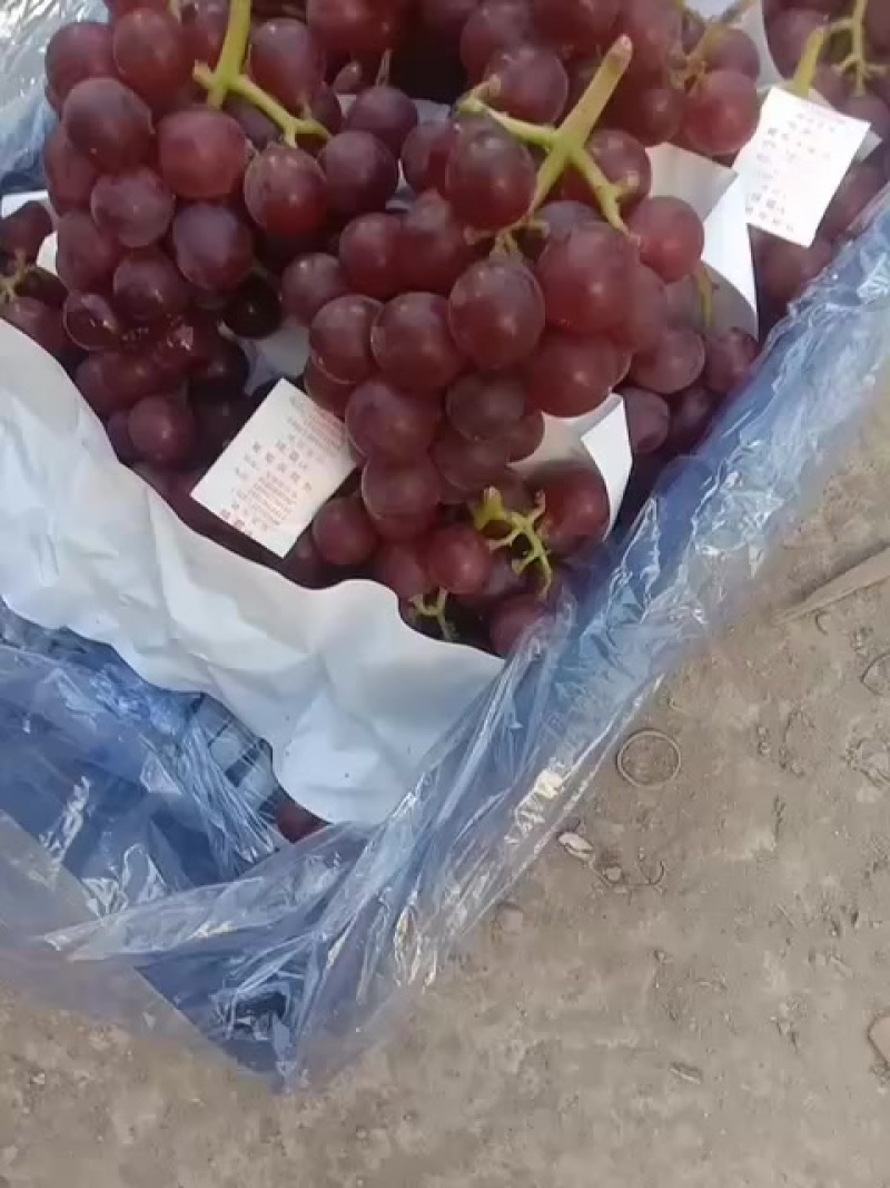 乐亭冷库巨峰大量供应