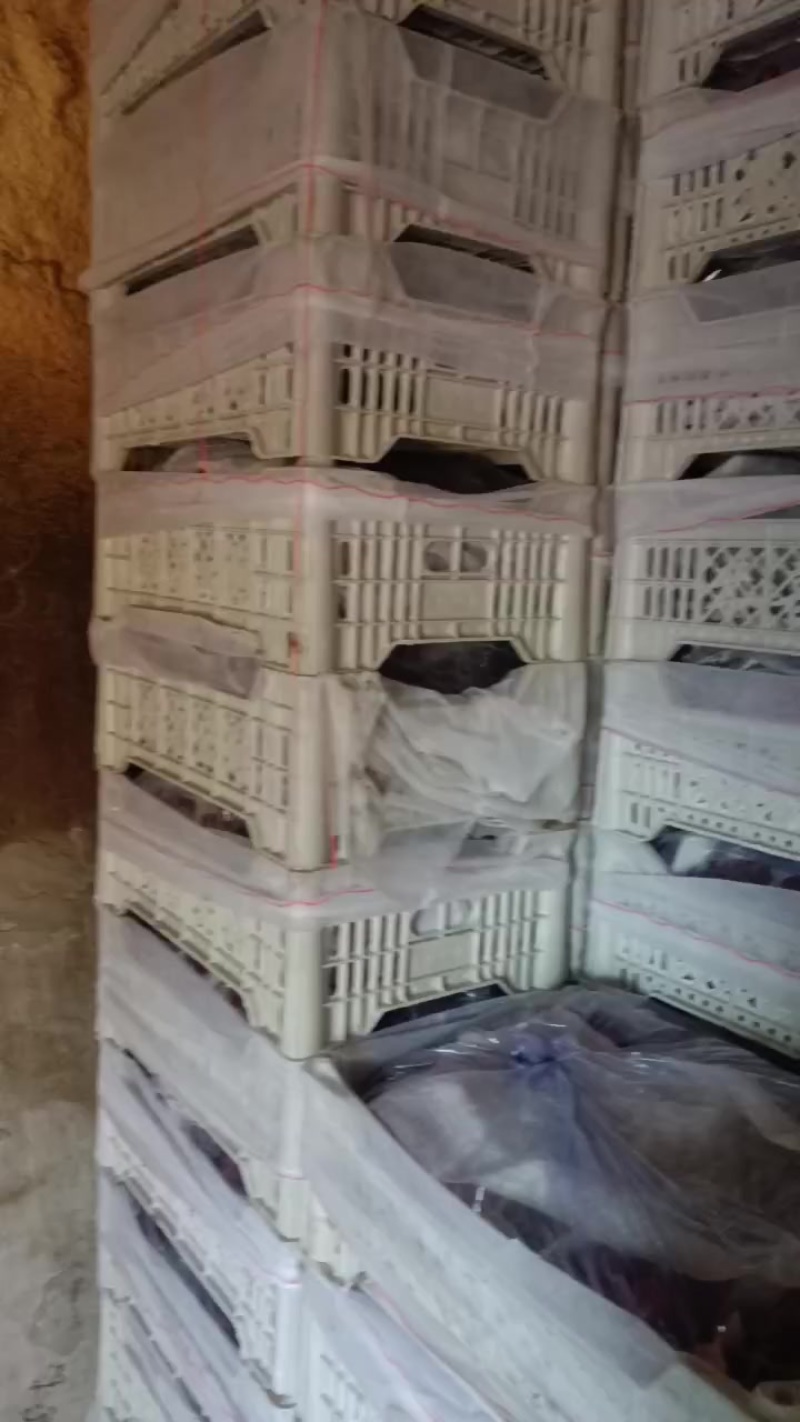 乐亭冷库巨峰大量供应