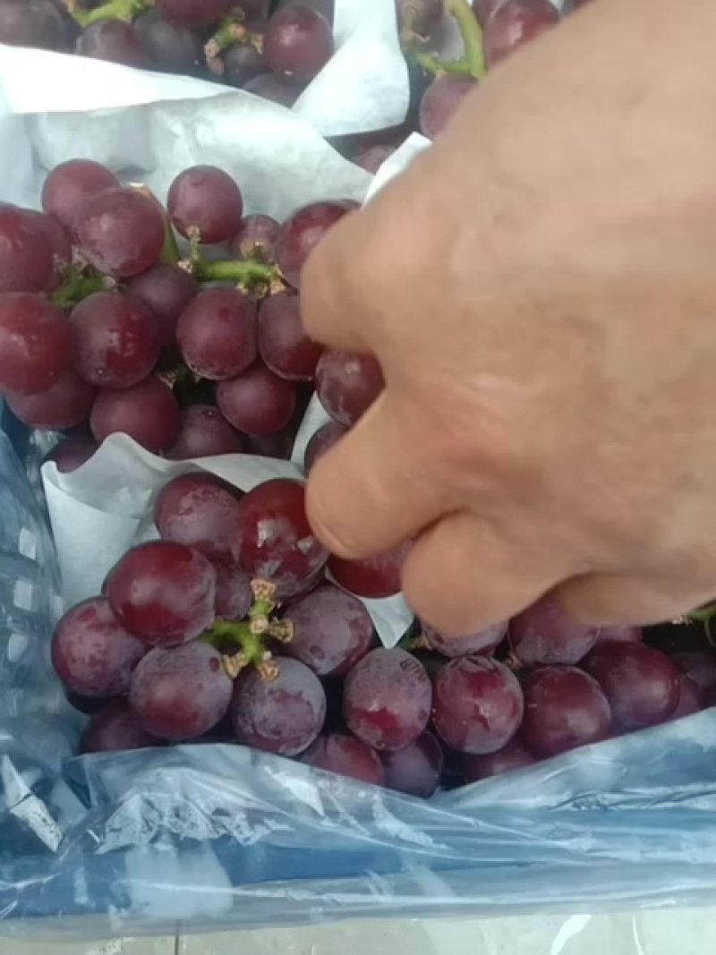 乐亭冷库巨峰大量供应