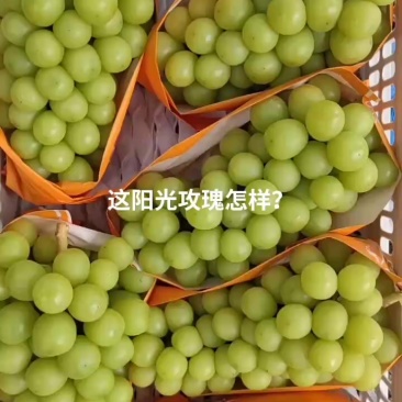 阳光攻瑰热卖中欢迎省内外朋友前来光顾
