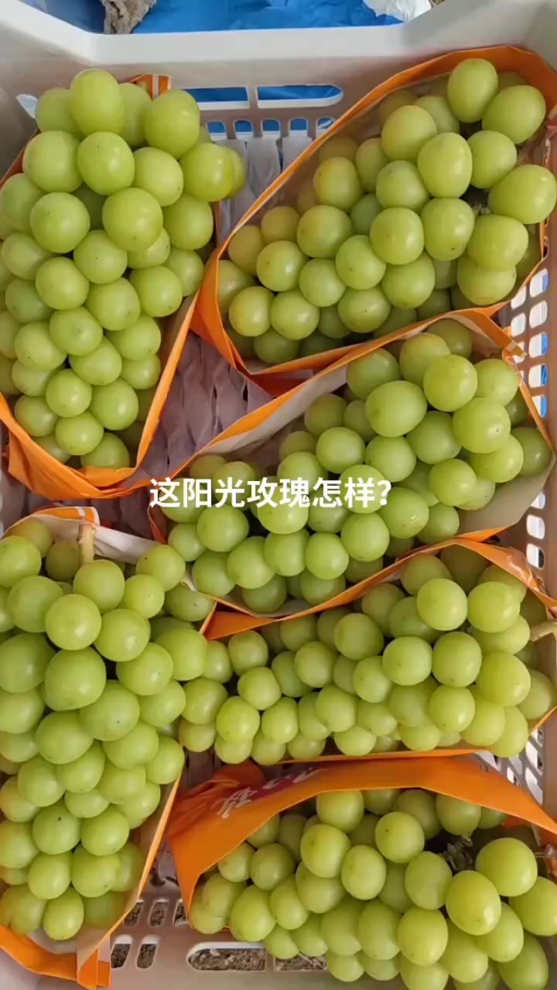 阳光攻瑰热卖中欢迎省内外朋友前来光顾
