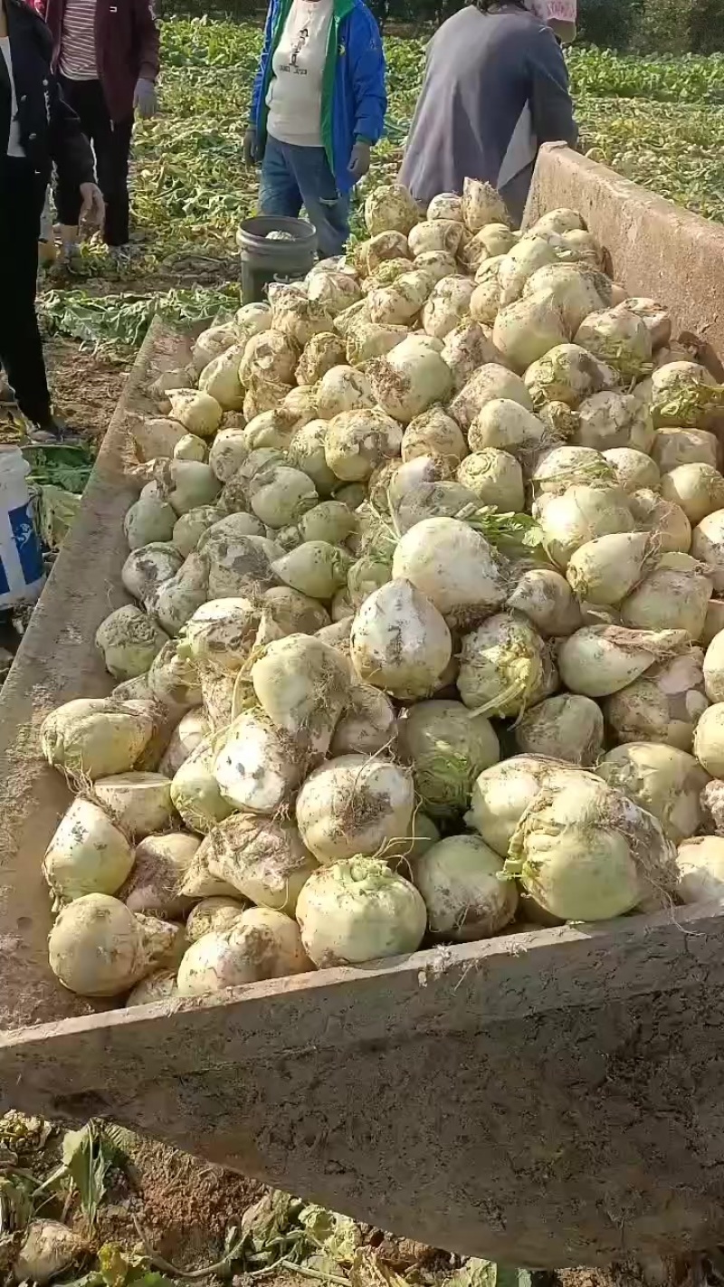 芥菜头大量上市有需要联系我哦！